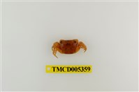 藏品(肥胖後相手蟹)的圖片